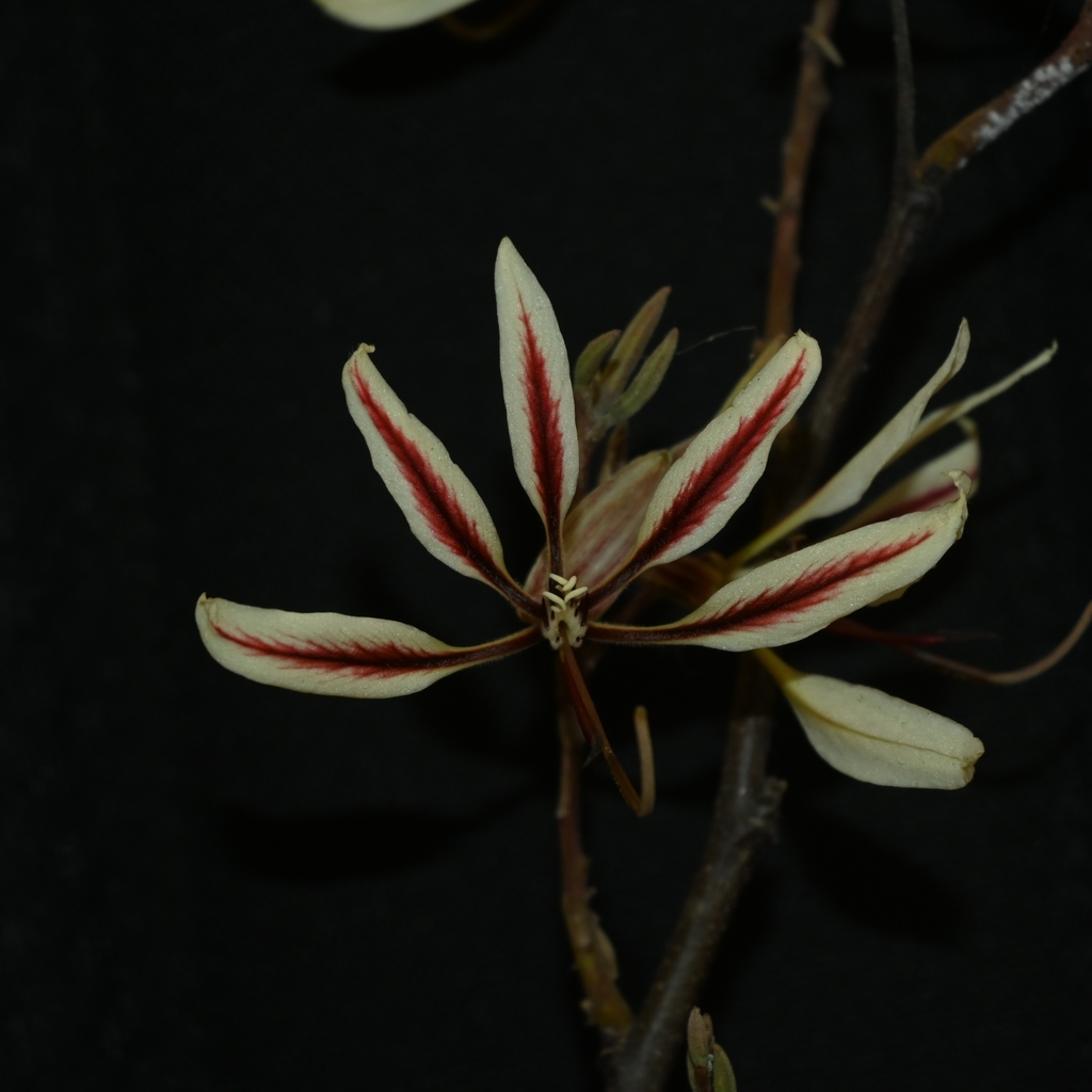 Bauhinia pringlei; photograph (c) Dante S. Figueroa, some rights reserved (CC BY-SA)