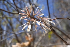 Bauhinia pringlei