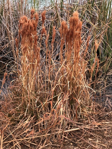 Anatherum tenuispatheum