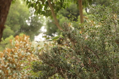 Myiopsitta monachus