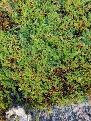 Selaginella peruviana