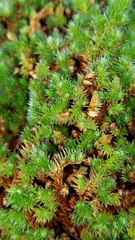 Selaginella peruviana
