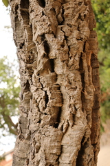 Quercus suber