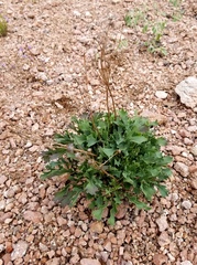 Packera texensis
