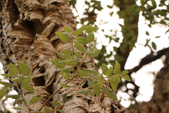 Quercus suber