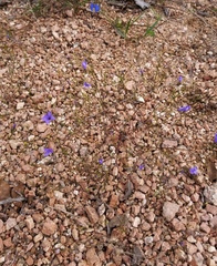 Campanula reverchonii