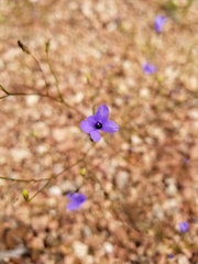 Campanula reverchonii
