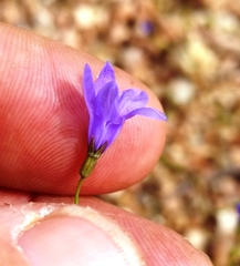 Campanula reverchonii