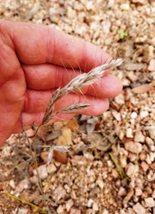Bromus lanceolatus
