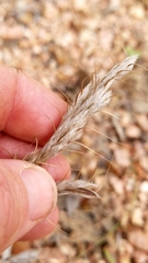 Bromus lanceolatus