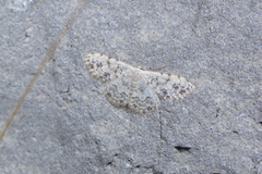 Scopula vigilata