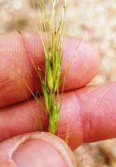 Elymus texensis