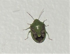Plautia affinis
