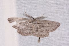 Euphronarcha leptodesma