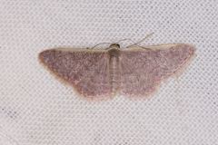 Idaea costaria