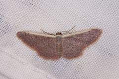 Idaea costaria