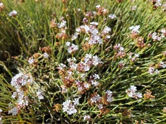 Junellia spathulata