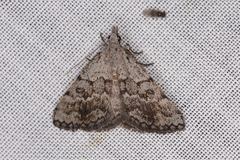 Dichromodes indicataria