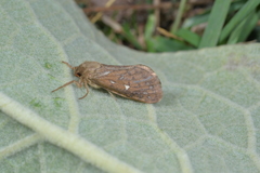 Pharmacis aemilianus