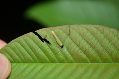 Anastrus sempiternus