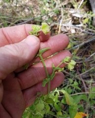 Mirabilis latifolia