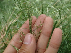Melica imperfecta