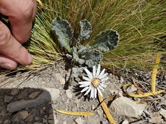 Trichocline cineraria