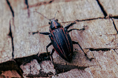 Naupactus rivulosus