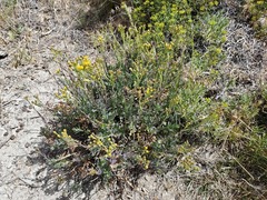 Senecio subumbellatus