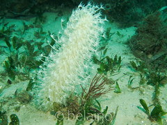 Veretillidae