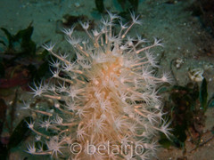 Veretillidae