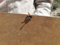 Notanthidium adornatum