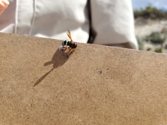Notanthidium adornatum