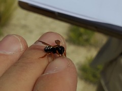 Notanthidium adornatum