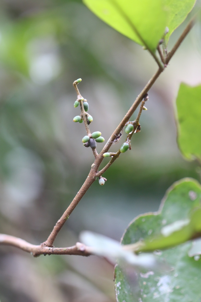 Peristethium polystachyum