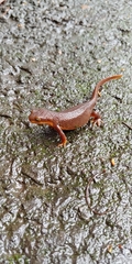Taricha granulosa