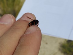 Notanthidium adornatum