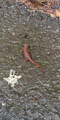 Taricha granulosa
