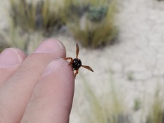 Notanthidium adornatum