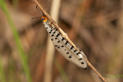 Myrmeleon erythrocephalus
