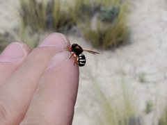 Notanthidium adornatum