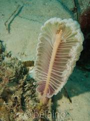 Sarcoptilus grandis