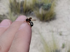 Notanthidium adornatum