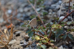 Hemiargus ceraunus