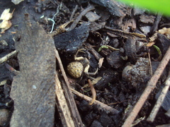 Misumenoides athleticus