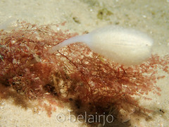 Sycozoa pulchra