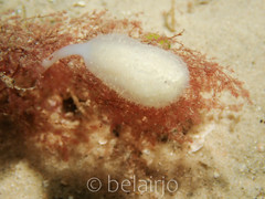 Sycozoa pulchra