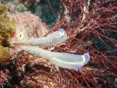 Clavelina meridionalis