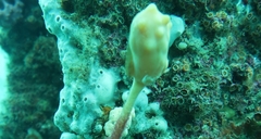 Cochleoceps bicolor
