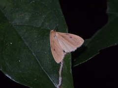 Paralithosia shaowuica